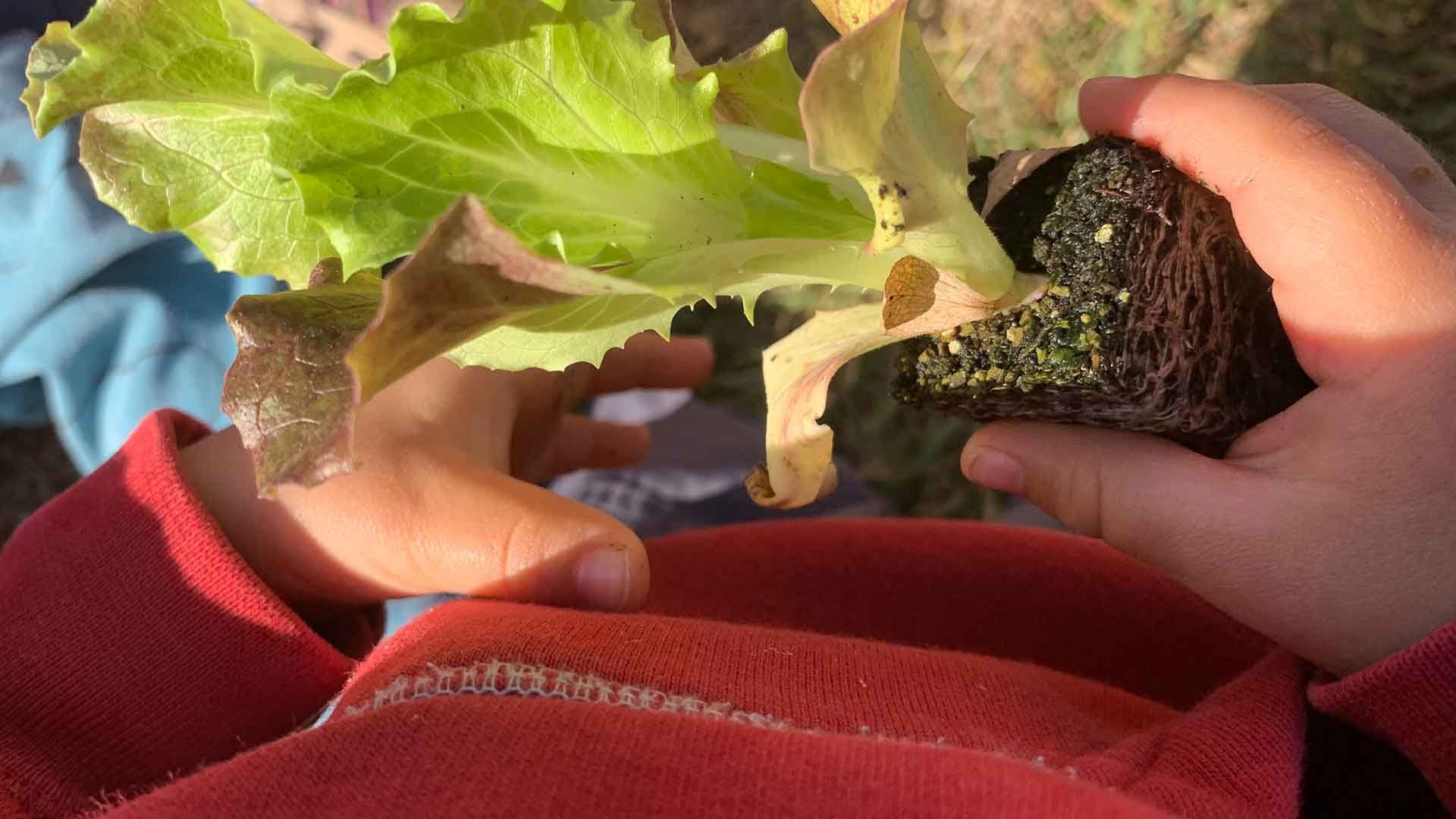 Treball a l'hort